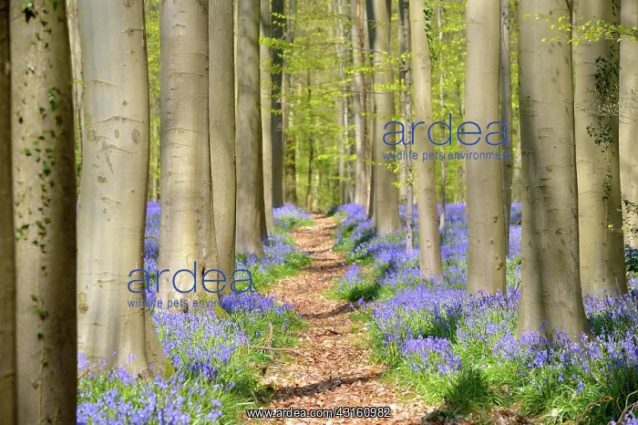 : European Beech : European Beech