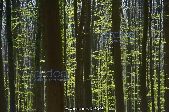 : European Beech : European Beech