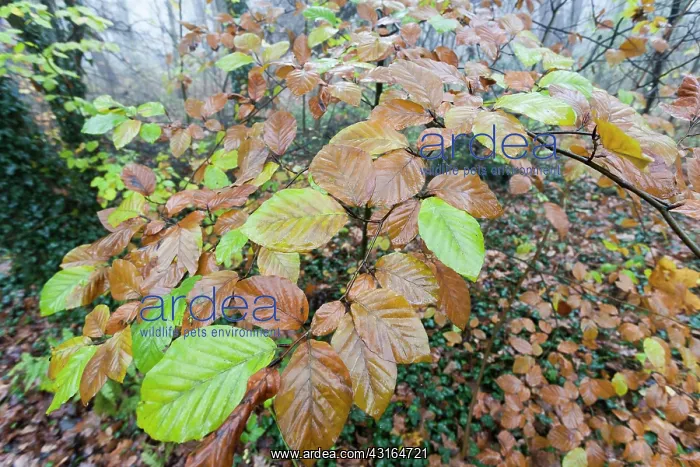 : European Beech : European Beech