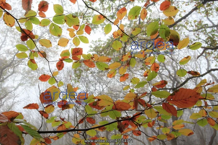 : European Beech : European Beech