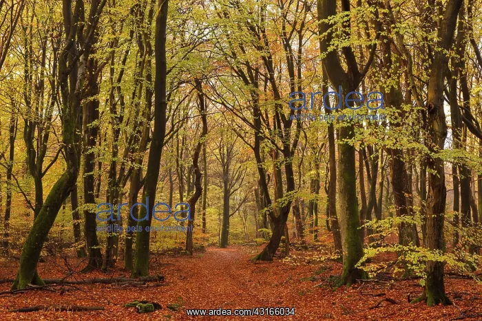 : European Beech : European Beech