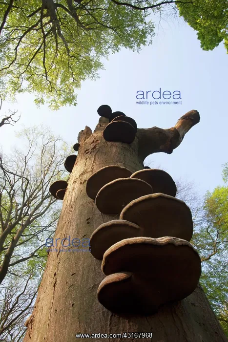 : European Beech : European Beech