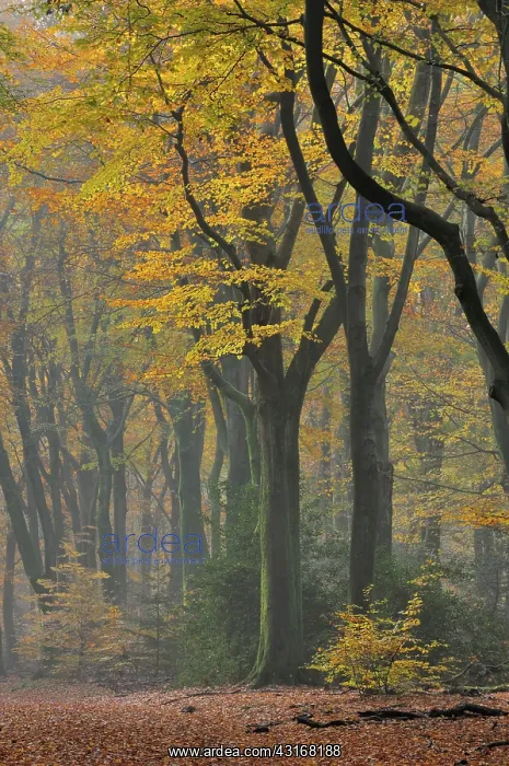 : European Beech : European Beech