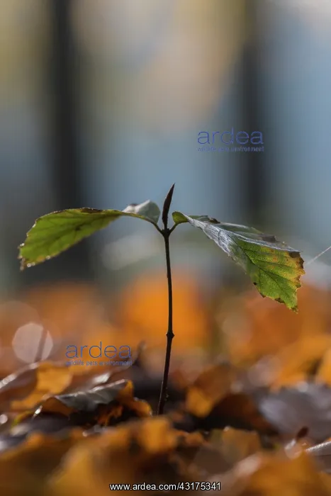 : European Beech : European Beech