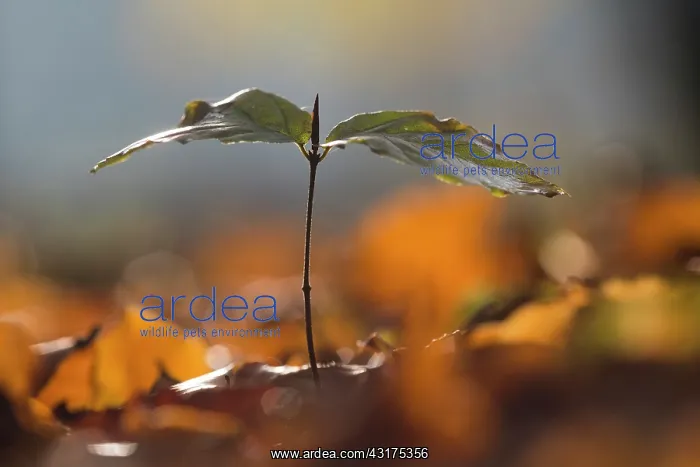 : European Beech : European Beech