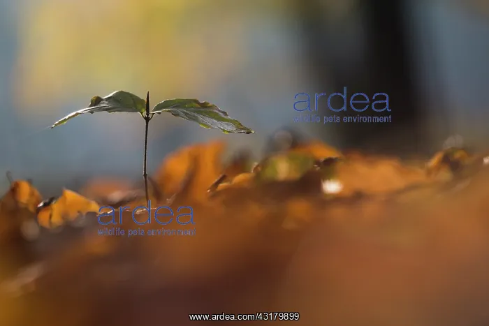 : European Beech : European Beech