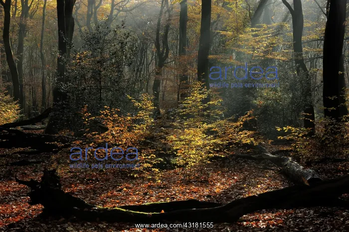 : European Beech : European Beech