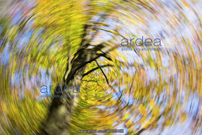 : European Beech : European Beech