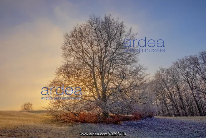 : European Beech - barren and with frost covered solitary stan : European Beech - barren and with frost covered solitary stan