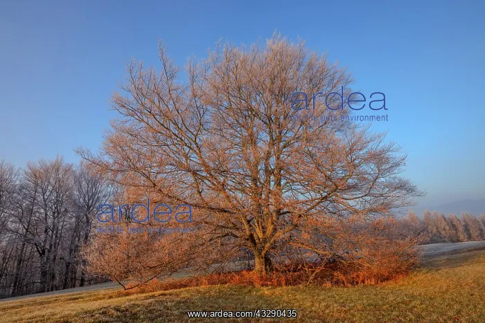 : European Beech - barren and with frost covered solitary stan : European Beech - barren and with frost covered solitary stan