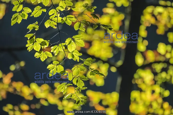 : European beech - branch with slightly autumn coloured : European beech - branch with slightly autumn coloured
