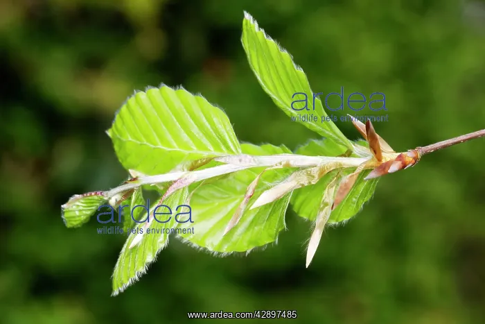 : European Beech - close-up of leaves : European Beech - close-up of leaves