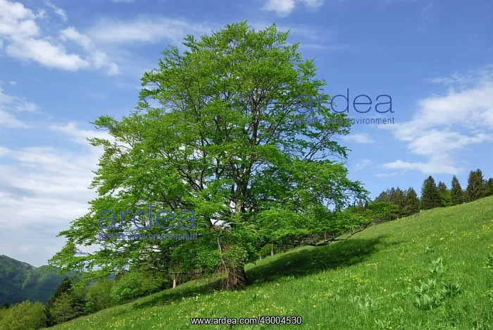 : European Beech Common Beech : European Beech Common Beech