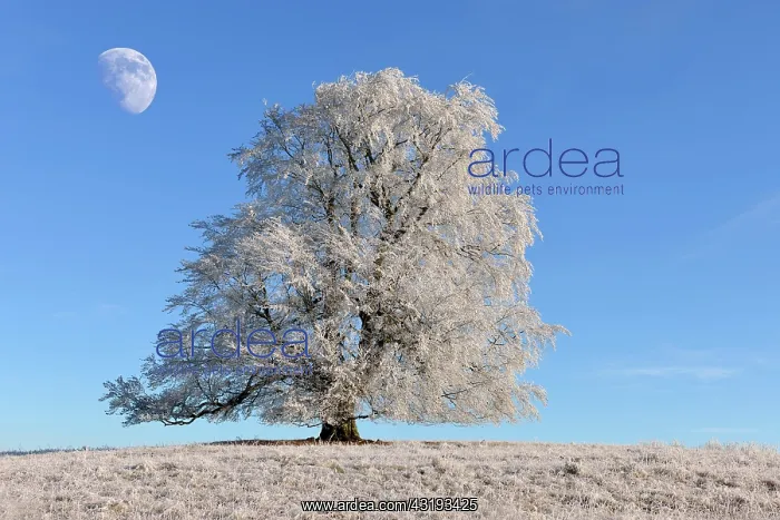 : European Beech or Common Beech (Fagus sylvatica) : European Beech or Common Beech (Fagus sylvatica)