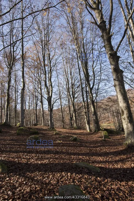 : European beech or common beech forest (Fagus sylvatica) : European beech or common beech forest (Fagus sylvatica)
