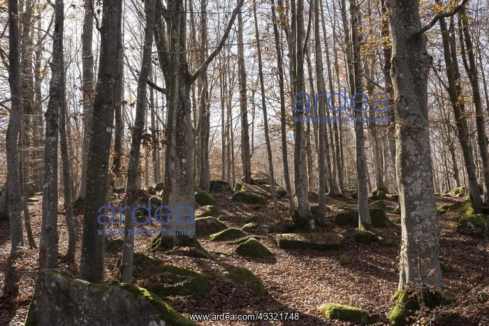 : European beech or common beech forest (Fagus sylvatica) : European beech or common beech forest (Fagus sylvatica)