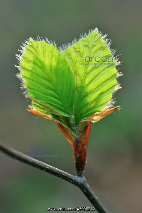 : European Beech Common Beech young leaves : European Beech Common Beech young leaves