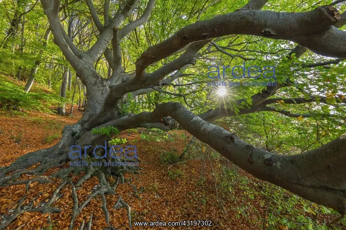 : European Beech - enormous beech tree with a massive trunk an : European Beech - enormous beech tree with a massive trunk an
