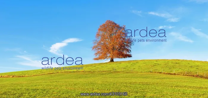 : European Beech (Fagus sylvatica) in autumn, Rieden : European Beech (Fagus sylvatica) in autumn, Rieden