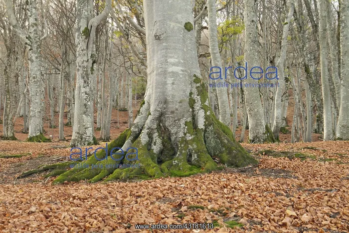 : European beech (Fagus sylvatica), plateau of Ambel : European beech (Fagus sylvatica), plateau of Ambel