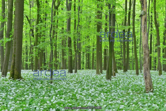 : European Beech Forest (Fagus sylvatica) with Ramson : European Beech Forest (Fagus sylvatica) with Ramson