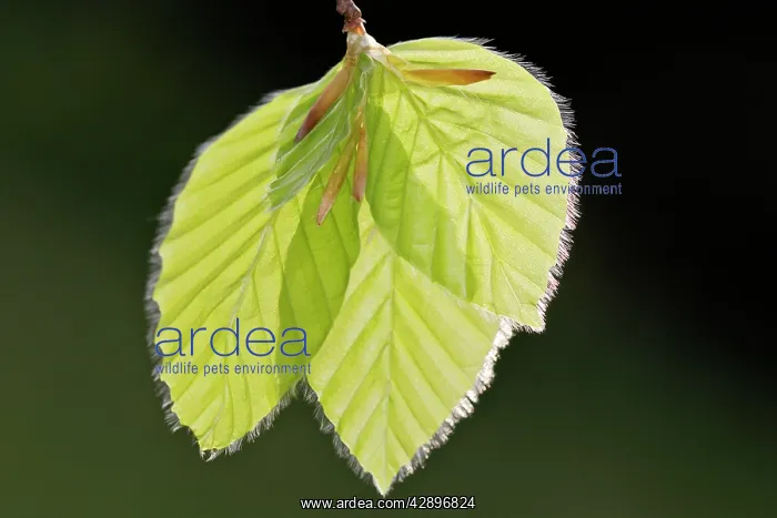 : European Beech - leaves : European Beech - leaves