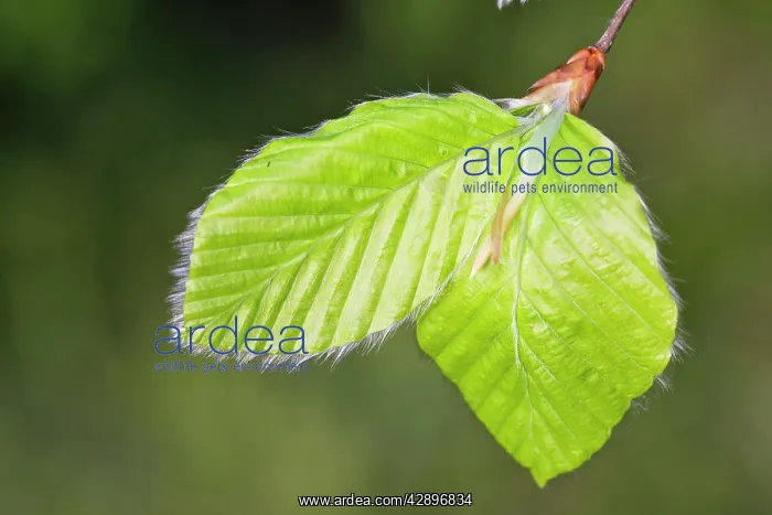 : European Beech - leaves : European Beech - leaves