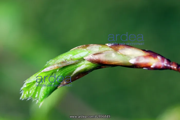 : European Beech - leaves : European Beech - leaves