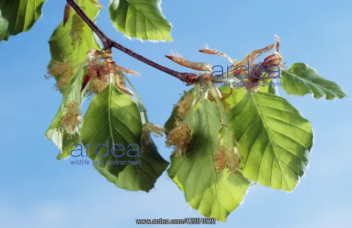 : European BEECH - leaves and blossom : European BEECH - leaves and blossom