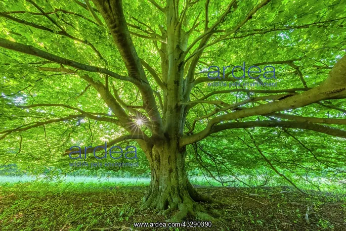 : European Beech - massive trunk and wide projecting branches : European Beech - massive trunk and wide projecting branches