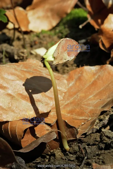 : European Beech - seedling : European Beech - seedling