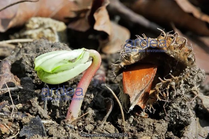 : European Beech - seedling : European Beech - seedling