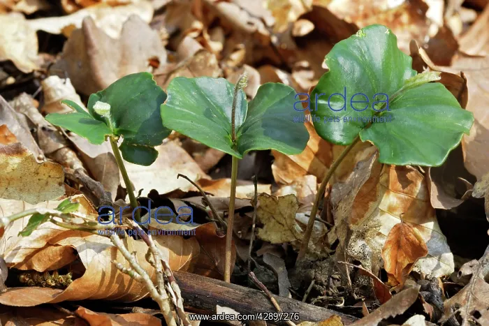 : European Beech - seedlings : European Beech - seedlings