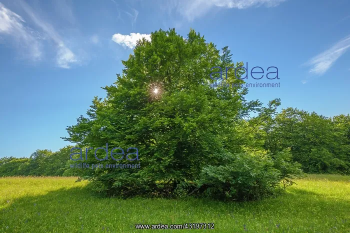 : European Beech - solitary standing enormous beech tree on a : European Beech - solitary standing enormous beech tree on a