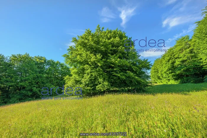 : European Beech - solitary standing enormous beech tree on a : European Beech - solitary standing enormous beech tree on a