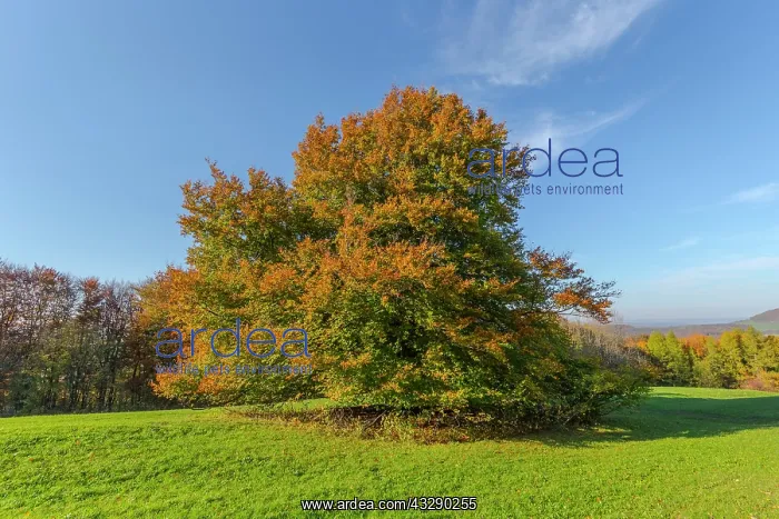 : European Beech - solitary standing enormous beech tree with : European Beech - solitary standing enormous beech tree with