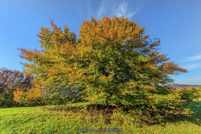: European Beech - solitary standing enormous beech tree with : European Beech - solitary standing enormous beech tree with