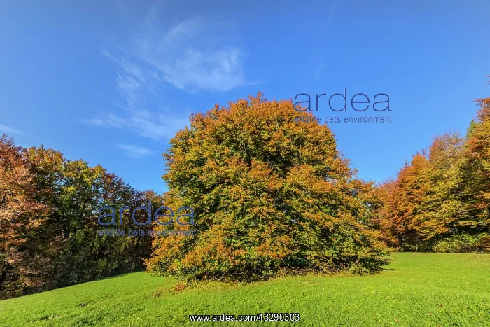 : European Beech - solitary standing enormous beech tree with : European Beech - solitary standing enormous beech tree with