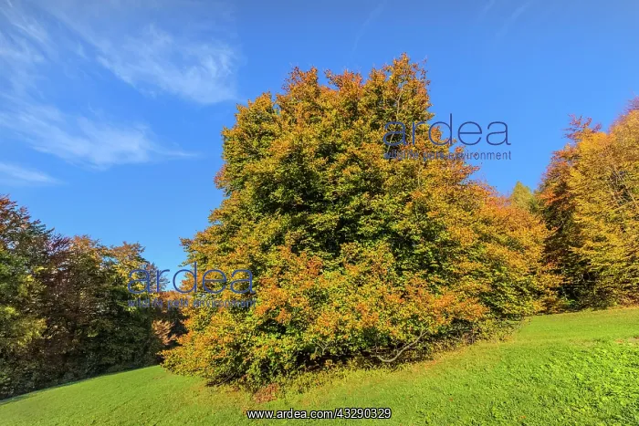 : European Beech - solitary standing enormous beech tree with : European Beech - solitary standing enormous beech tree with