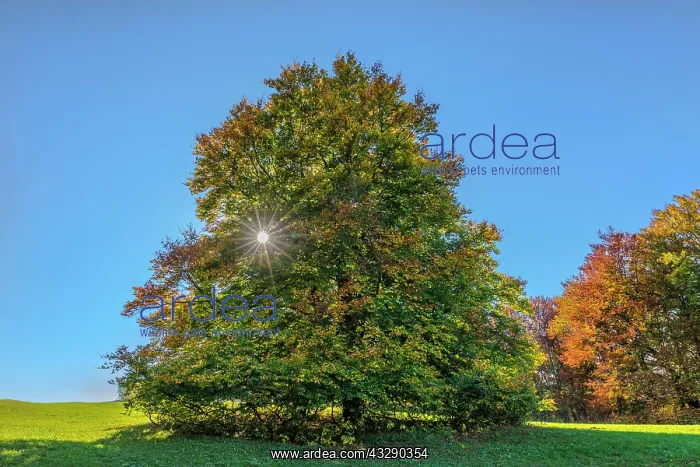 : European Beech - solitary standing enormous beech tree with : European Beech - solitary standing enormous beech tree with