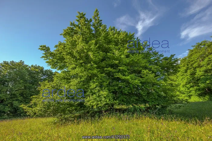 : European Beech - solitary standing enormous beech tree on a : European Beech - solitary standing enormous beech tree on a
