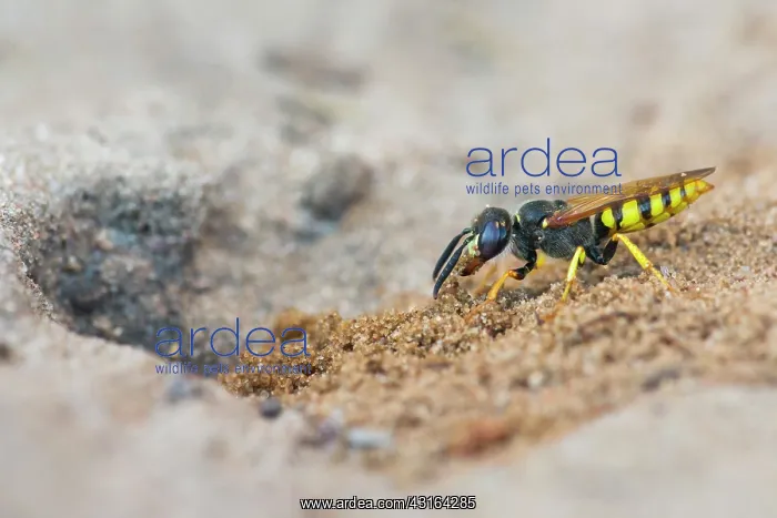 : European Beewolf : European Beewolf