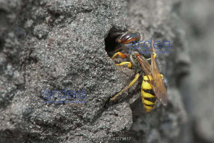 : European beewolf (Philanthus triangulum) at the : European beewolf (Philanthus triangulum) at the