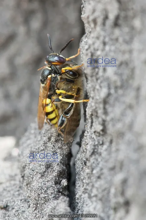 : European beewolf (Philanthus triangulum) with captured : European beewolf (Philanthus triangulum) with captured