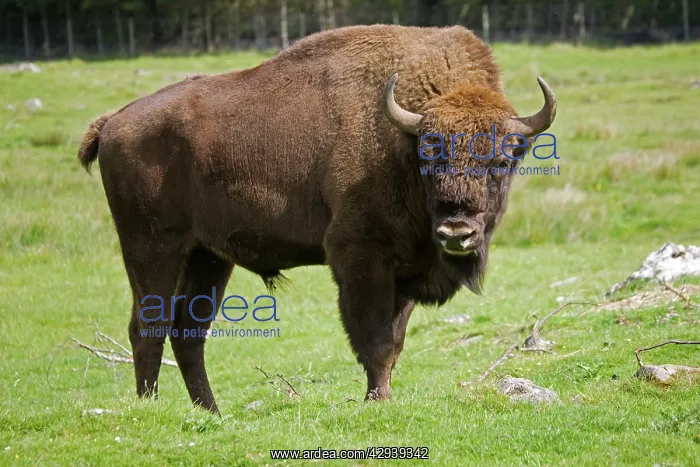 : European bison : European bison