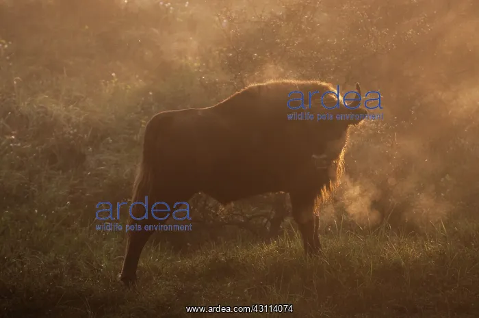 : European Bison : European Bison