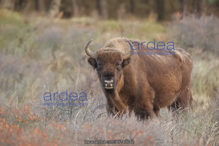  : European Bison