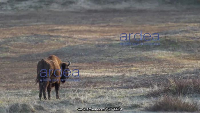 : European Bison : European Bison