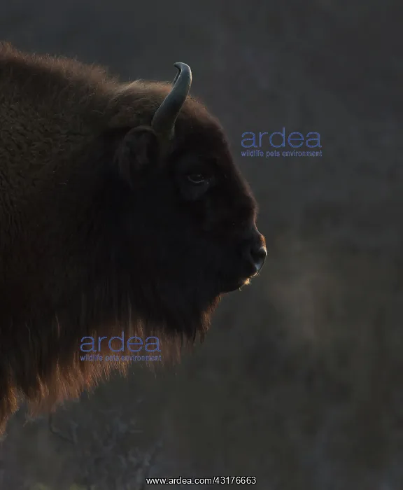 : European Bison : European Bison