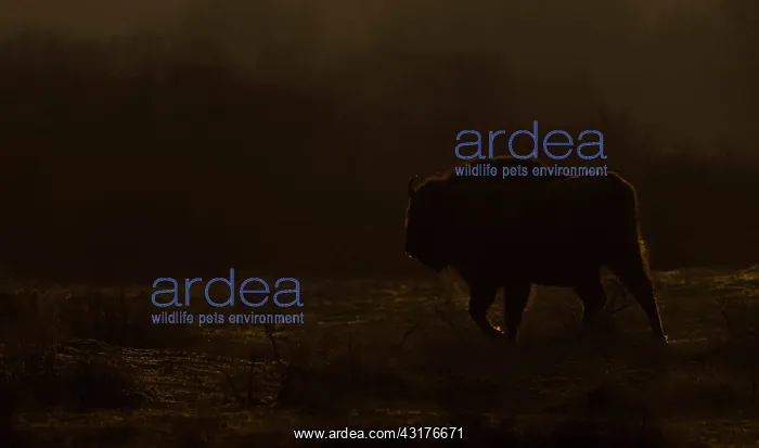 : European Bison : European Bison